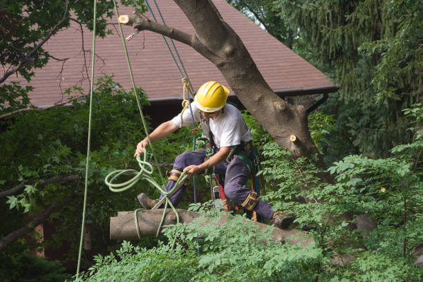 Professional Tree Care in Hilbert, WI